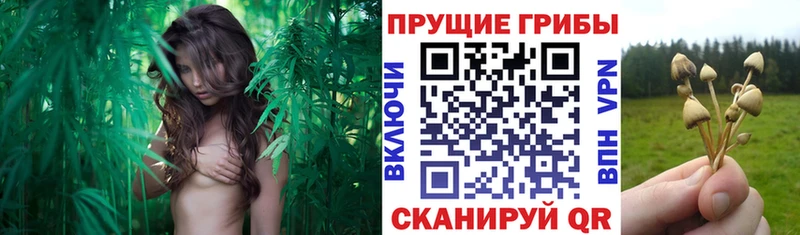 Псилоцибиновые грибы Cubensis  Шиханы 